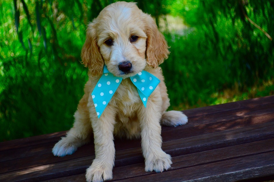 goldendoodle-1234760_960_720.jpg