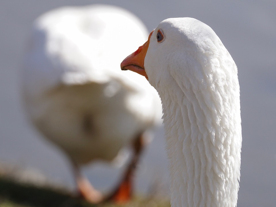 goose.jpg