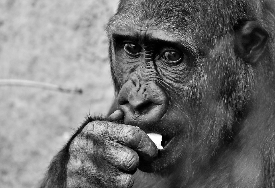 gorilla-2466197_960_720.jpg