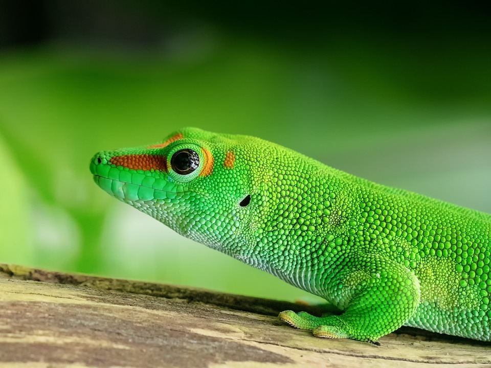 green gecko.jpg