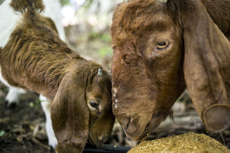grievance filed over goats1.jpg