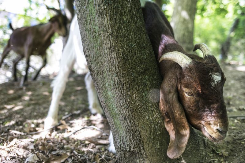 grievance filed over goats2.jpg