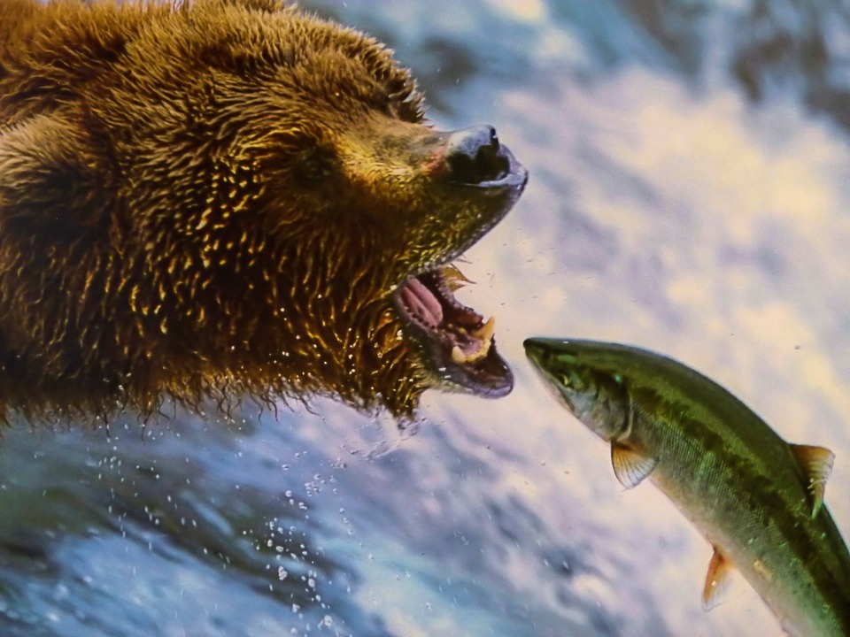 grizzly-221558_960_720.jpg