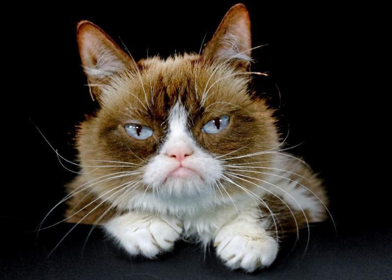 grumpy cat cats1.jpg