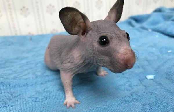 hairless hamster gets tiny sweater2.jpg