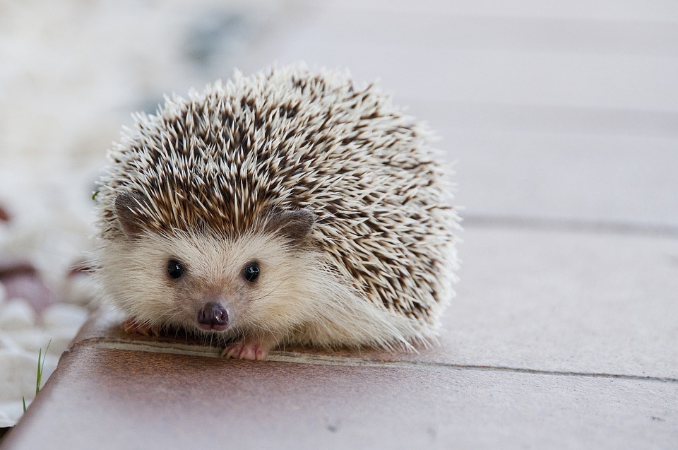 hedgehog.jpg