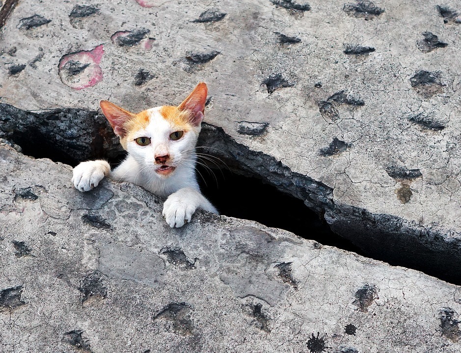 hole cat.jpg