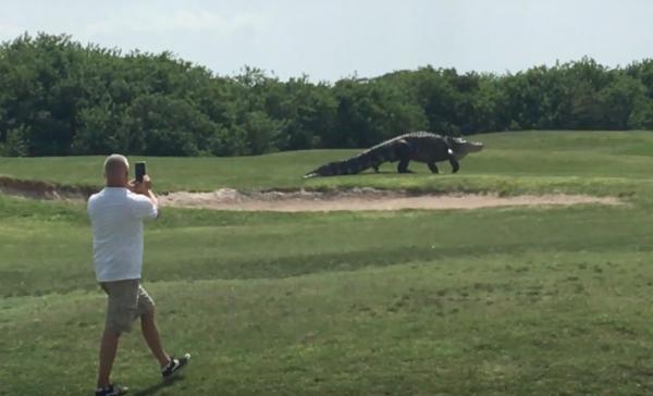 huge alligator.jpg