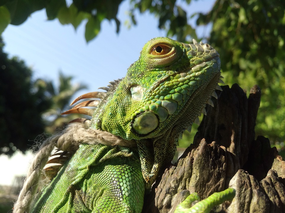 iguana 2.jpg