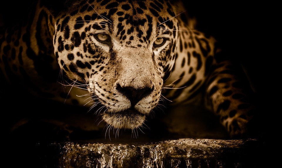 jaguar.jpg