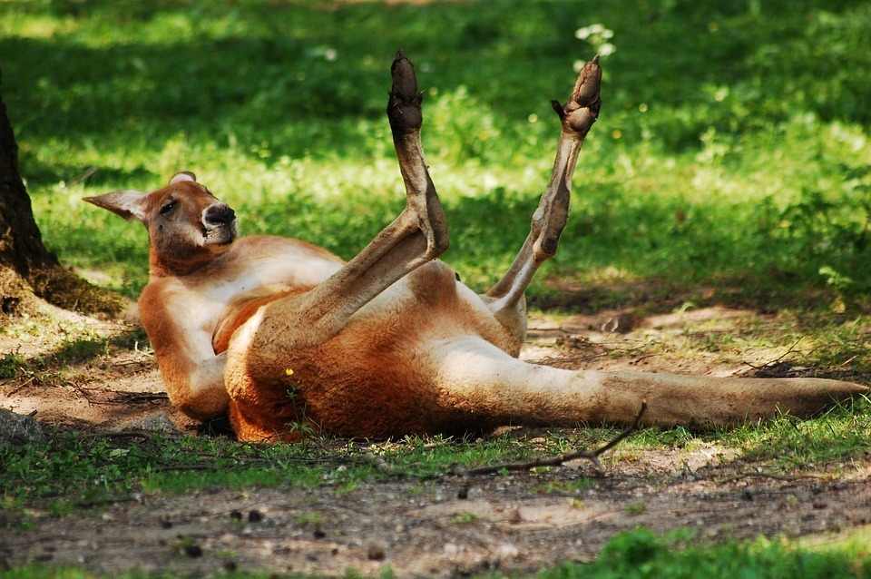 kangaroo.jpg