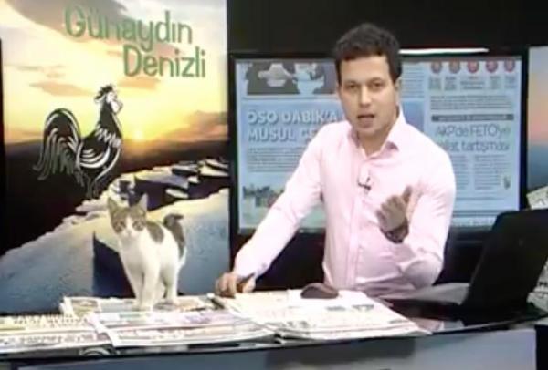 kitten interrupts news broadcast.jpg