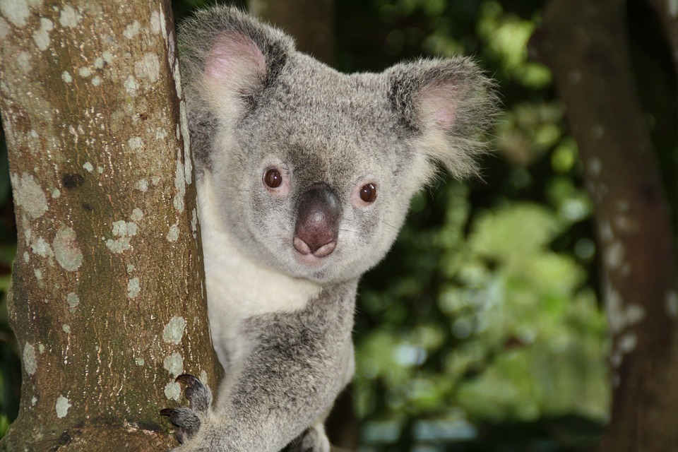 koala.jpg