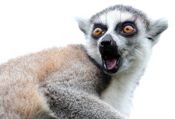 lemur.jpg