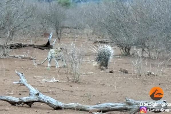 leopard vs porcupines.jpg