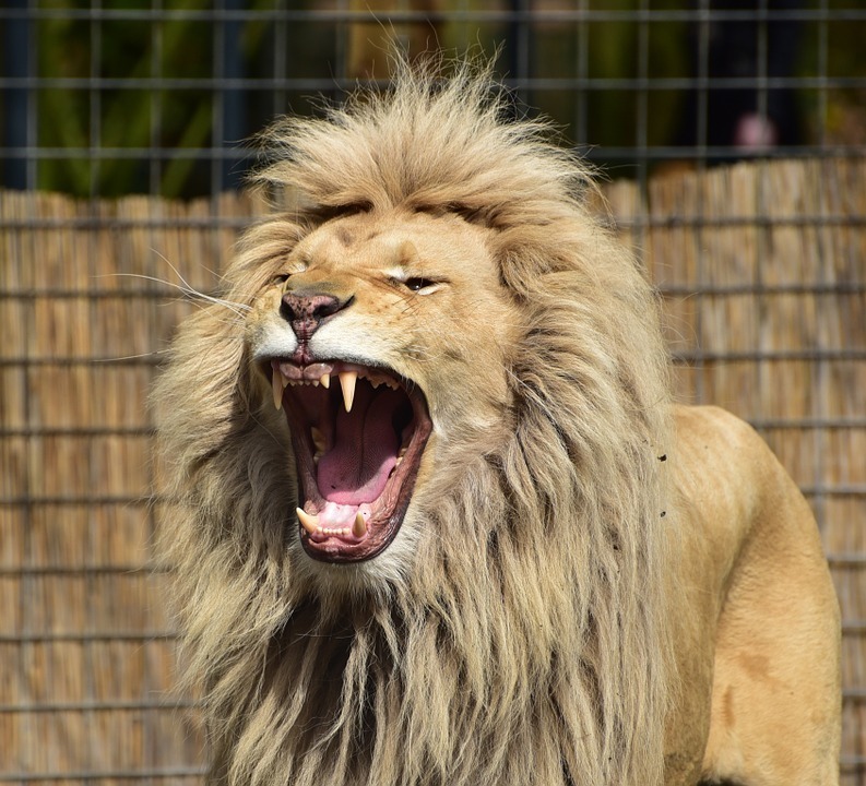lion-721836_960_720.jpg