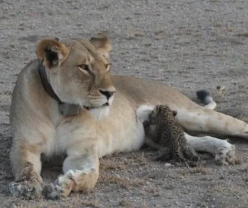 lion nursing leopard cub.jpg