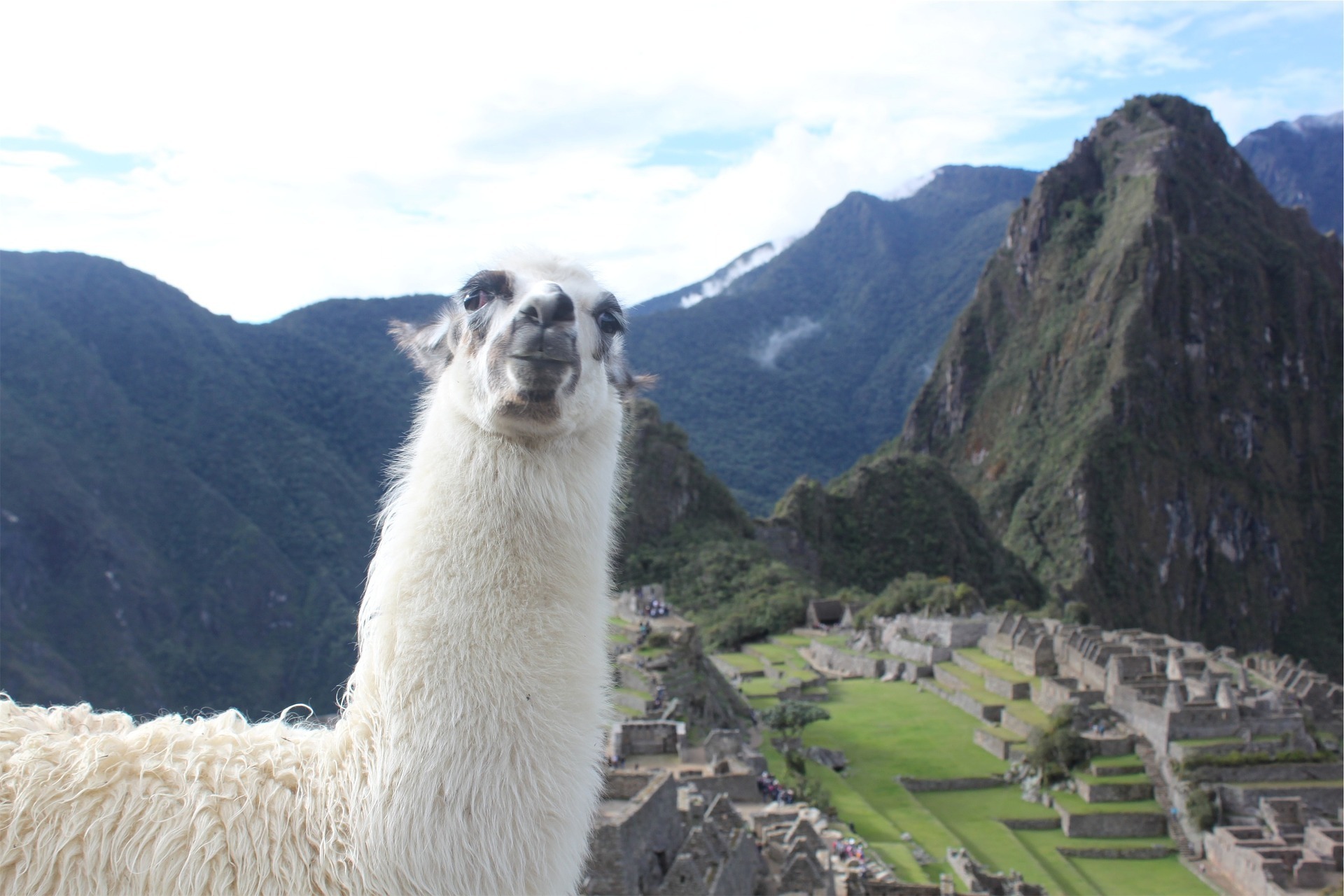 llama.jpg