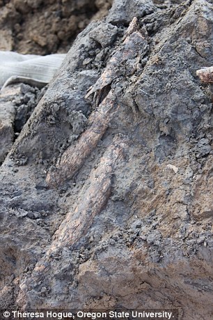 mammoth_bones 3.jpg