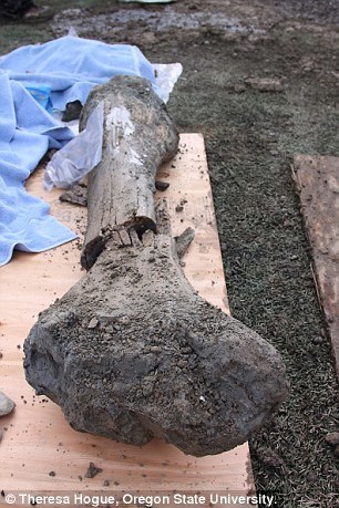 mammoth_bones 4.jpg