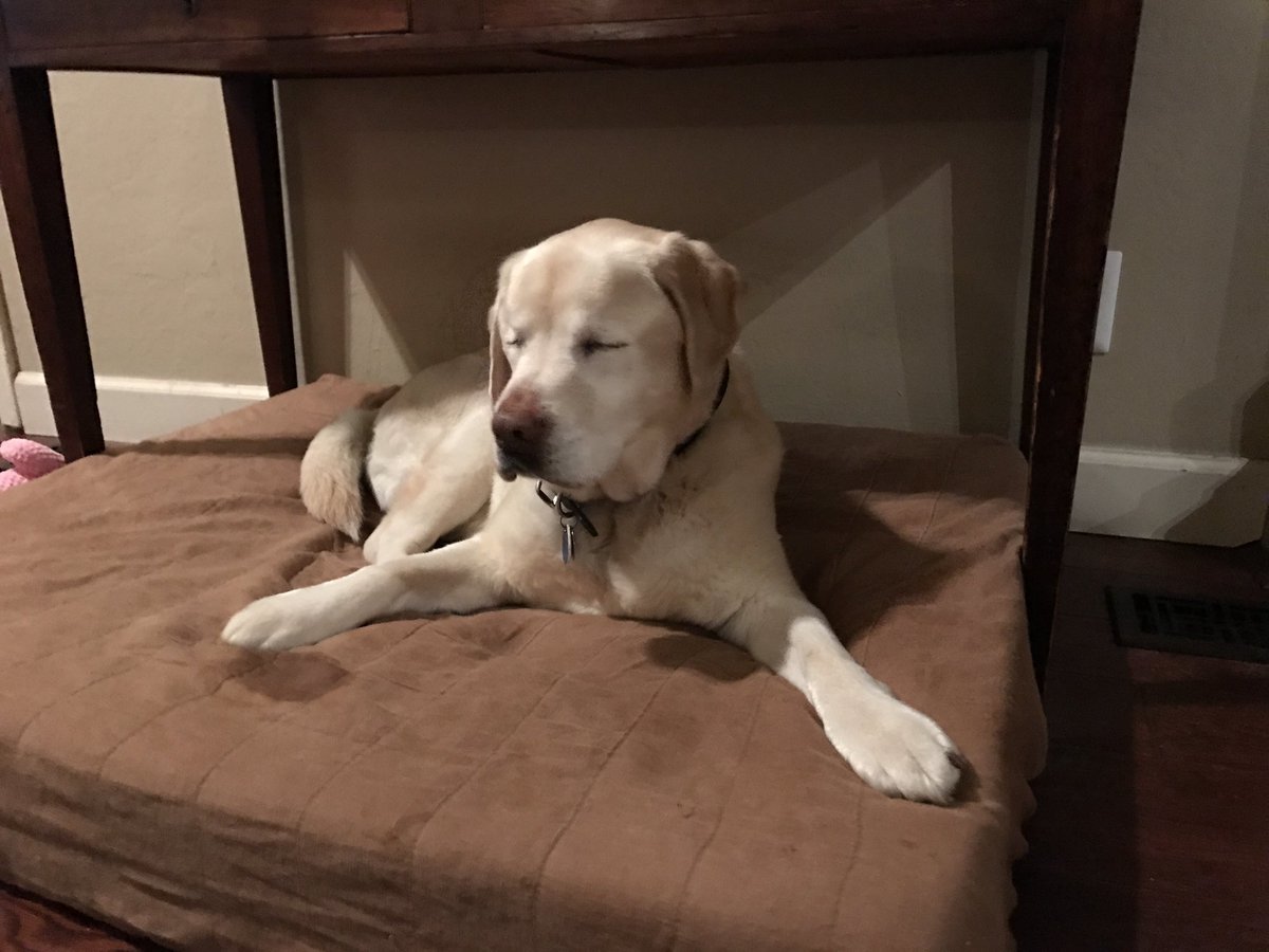 missing blind dog2.jpg