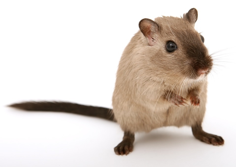 mouse-gerbil.jpg