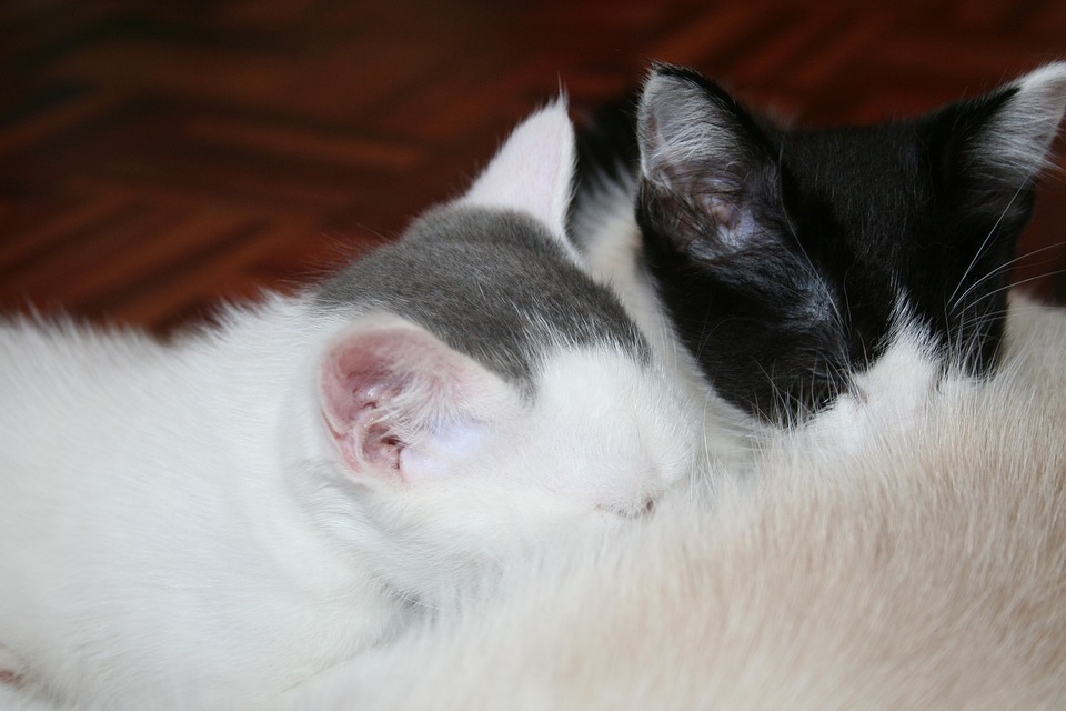 nursing kittens.jpg