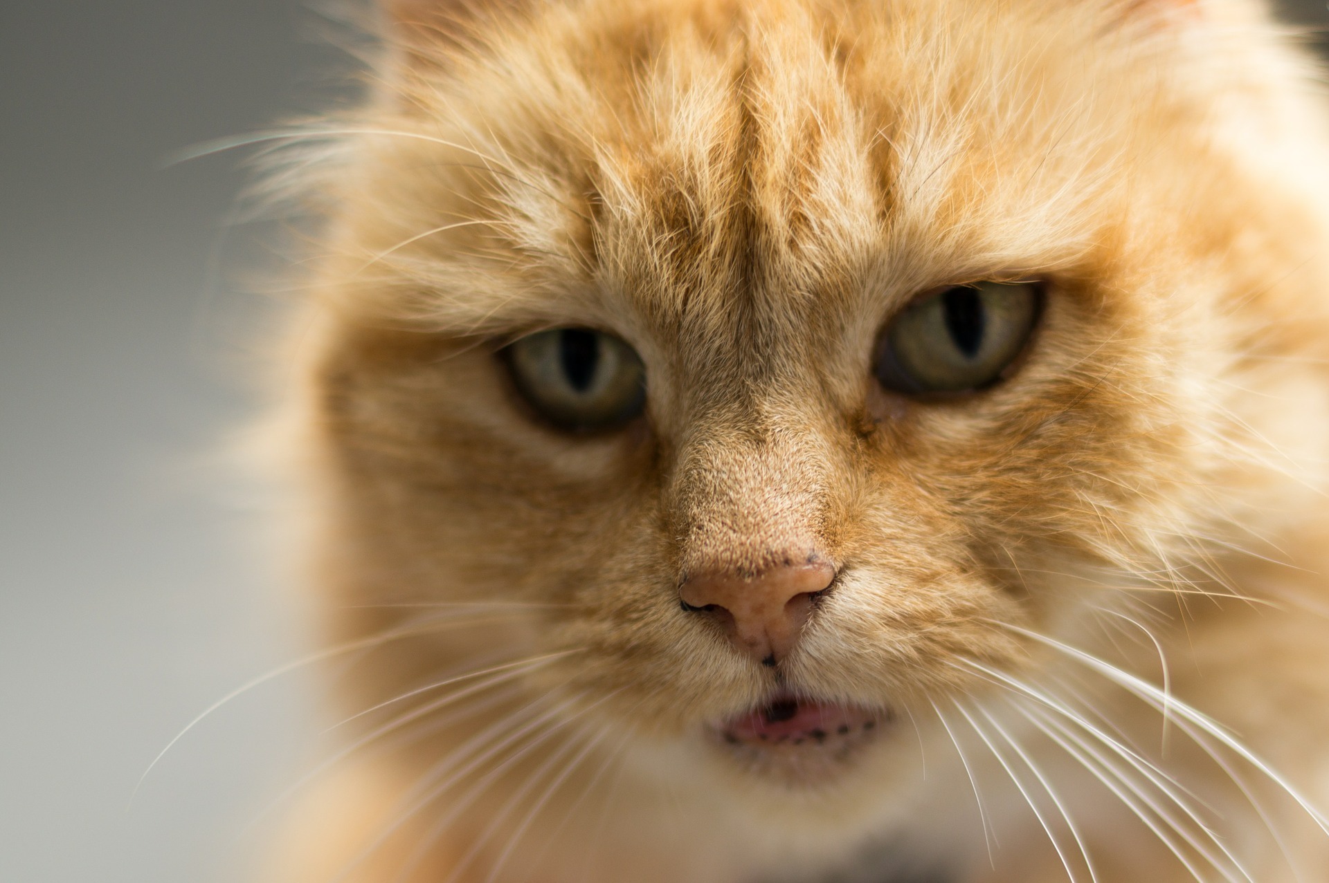 orange tabby cat.jpg