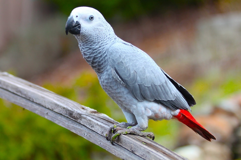 parrot.jpg