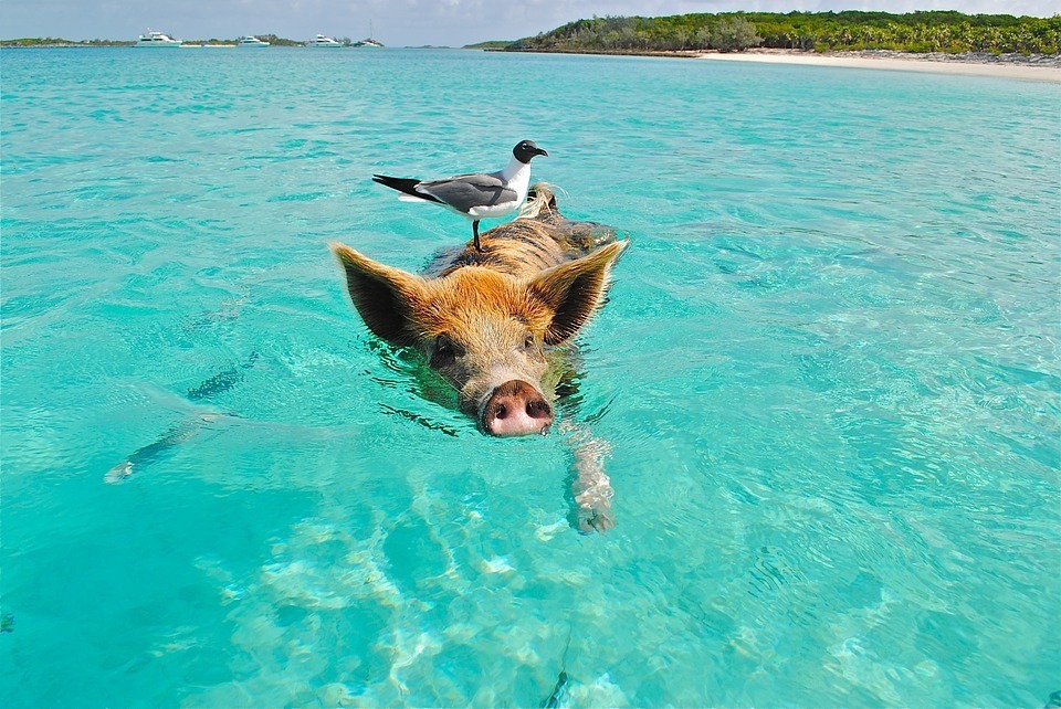 pig.jpg