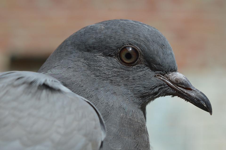 pigeon.jpg