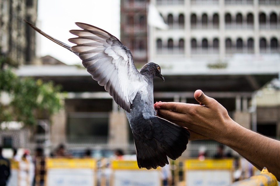pigeon-hand.jpg