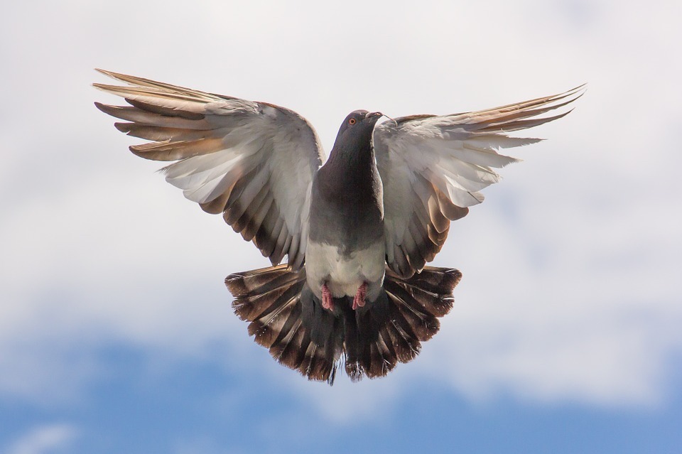 pigeon.jpg