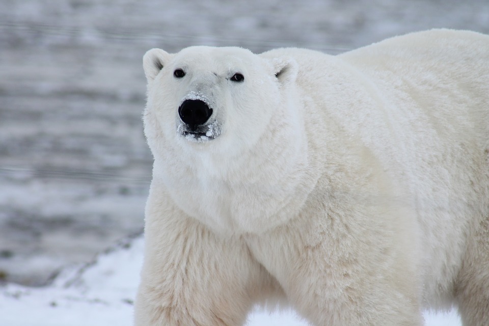 polar bear.jpg