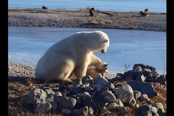 polar bear.jpg