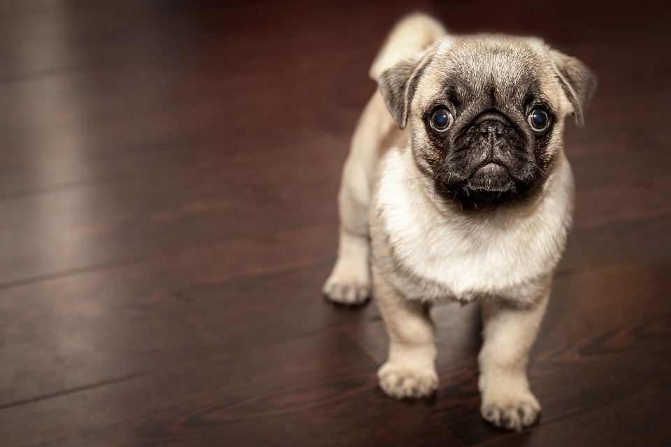 pug.jpg