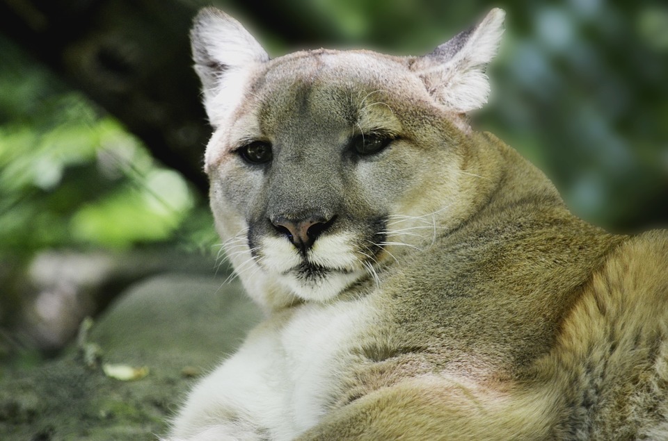 puma-1274558_960_720.jpg