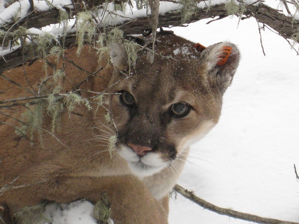 puma.jpg
