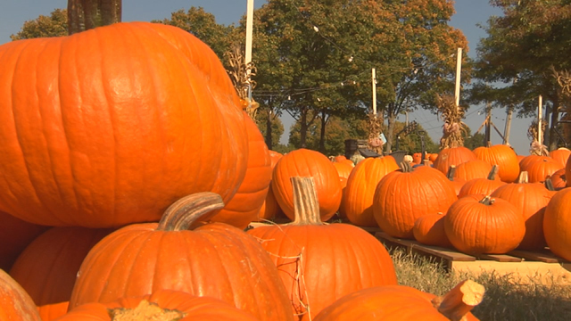 pumpkins.jpg