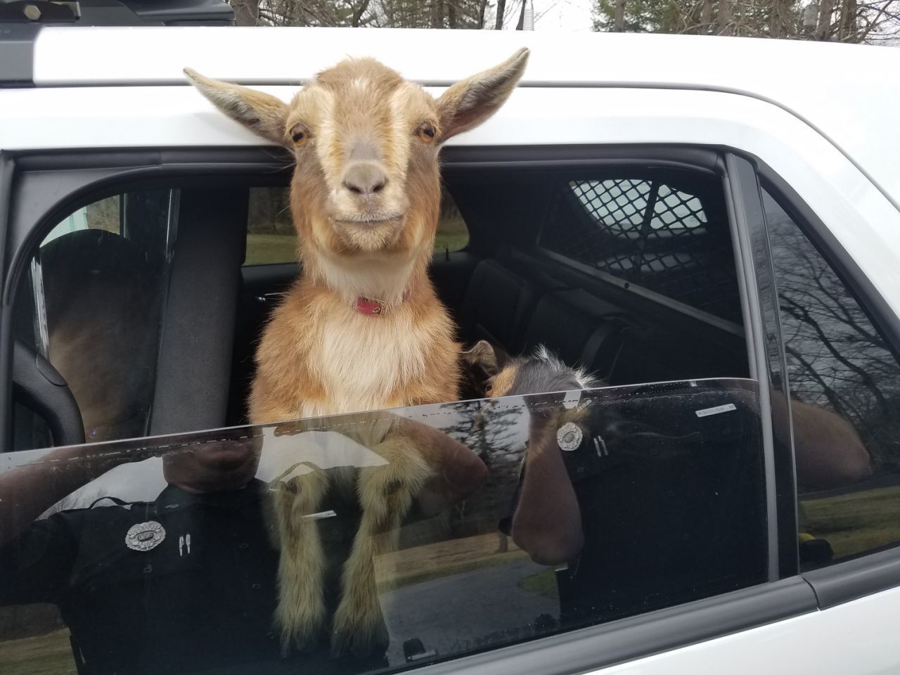 pygmy goats in squad car1.jpg
