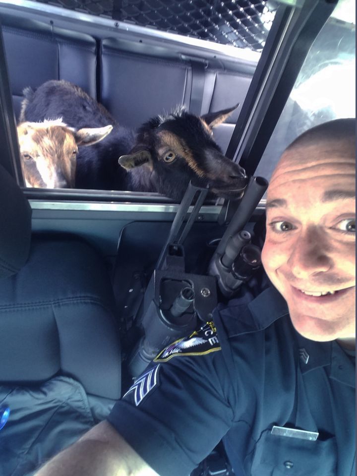 pygmy goats in squad car2.jpg
