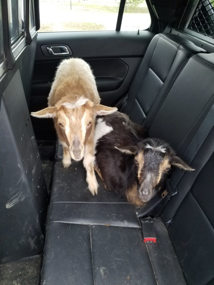 pygmy goats in squad car3.jpg