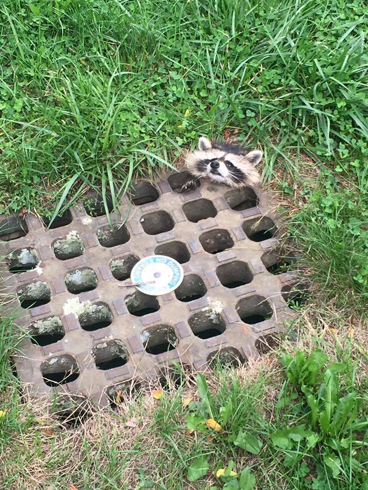 raccoon 1.jpg