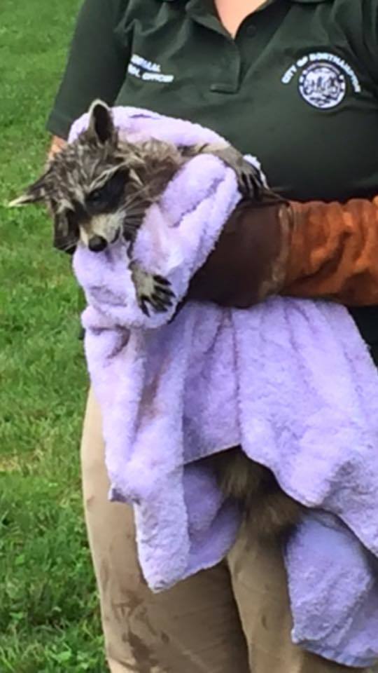raccoon 3.jpg