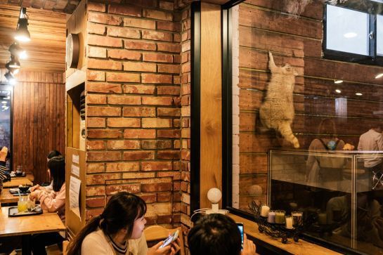 racoon cafe.jpg