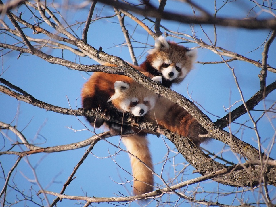 red-pandas.jpg