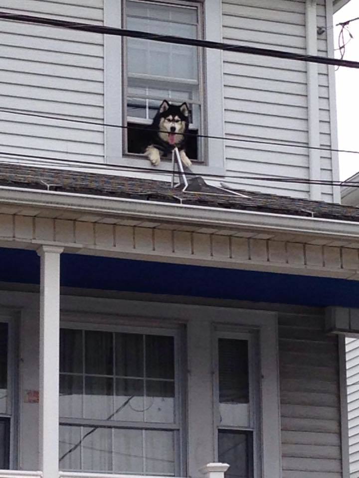 rescued dog twice in 1 hour.jpg