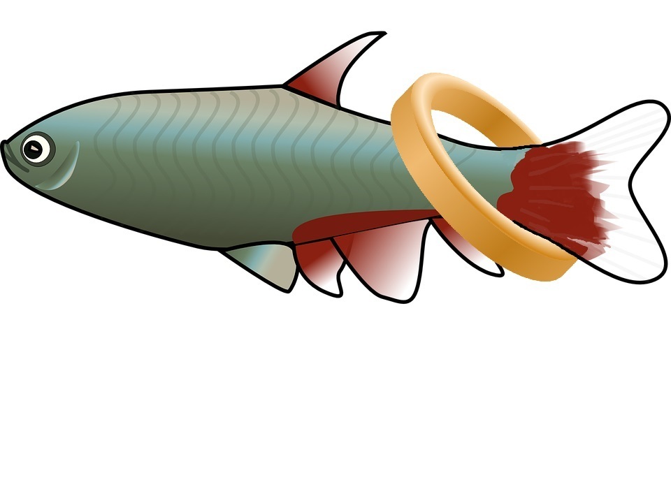ring-fish.jpg