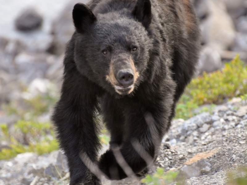 runner vs bear3.jpg