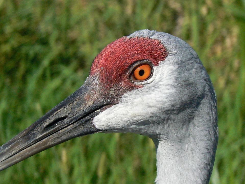 sandhill-crane.jpg